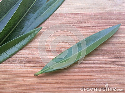 Nerium oleander leaf Stock Photo