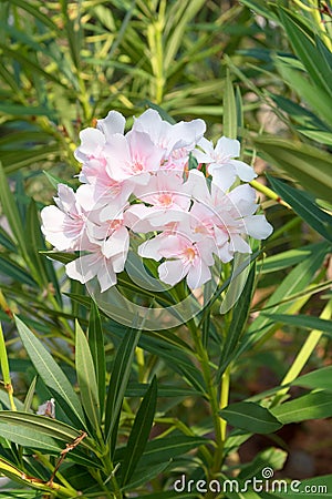 Nerium oleander Stock Photo