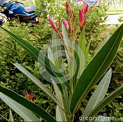 Nerium plant rare image from India please download Stock Photo