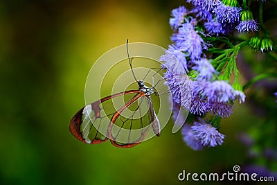 Nero Glasswing, Greta nero, Close-up of transparent glass wing butterfly on green leaves, scene from tropical forest, Costa Rica, Stock Photo