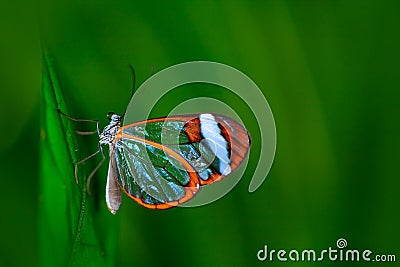 Nero Glasswing, Greta nero, Close-up of transparent glass wing butterfly on green leaves, scene from tropical forest, Costa Rica, Stock Photo