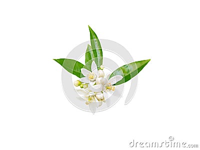 Neroli blossom isolated on white Stock Photo