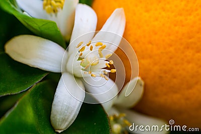 Neroli. Green bright orange tree leaves and orange flower neroli with raindrops, dew background Stock Photo