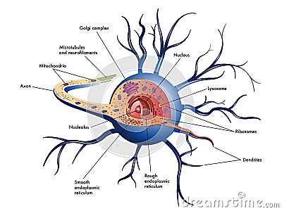 Nerve Cell Royalty Free Stock Photo - Image: 26701185