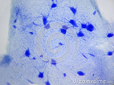 Nerve cells Stock Photo