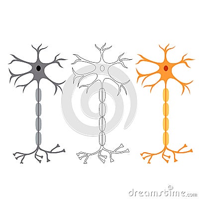 Nerve cells neurons Vector Illustration