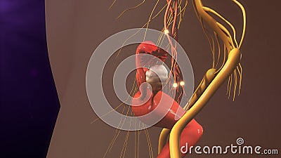 Nerve fiber Stock Photo