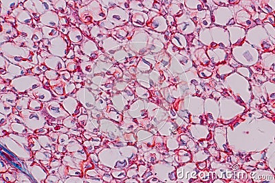Nerve human under the microscope. Stock Photo