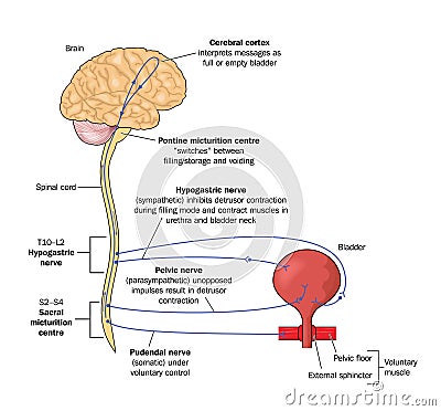 Nerve pathways to the bladder Vector Illustration