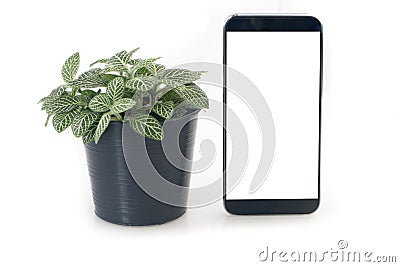 Nerve plant on flowerpot and blank screen of smartphone, tablet, cell phone on isolated white background. Stock Photo