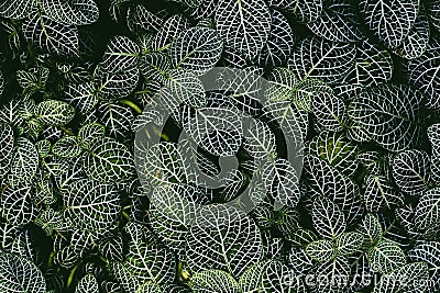 Nerve plant, Scientific name: Fittonia verschaffeltii Lem., Stock Photo