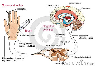 Nerve response to pain and touch Vector Illustration