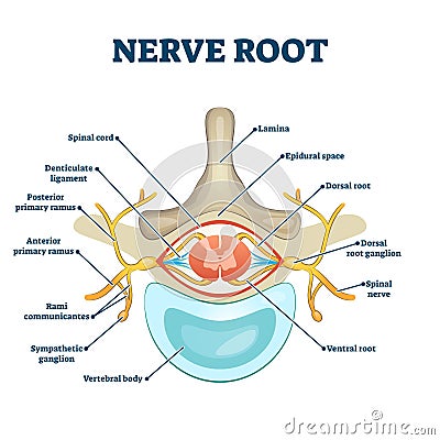 Nerve root anatomical structure labeled cross section Vector Illustration