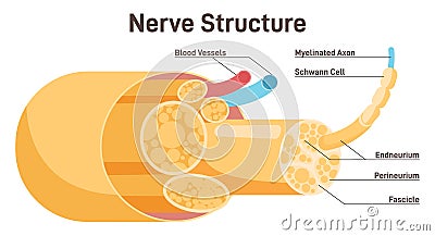 Nerve structure. Human nervous system connective tissue. Labeled scheme Vector Illustration