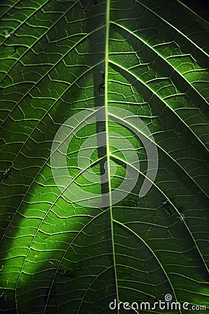 Nerves Stock Photo