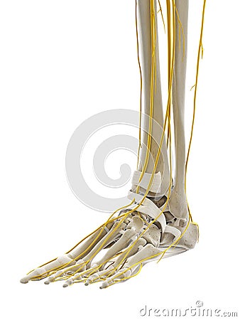 The nerves of the foot Cartoon Illustration