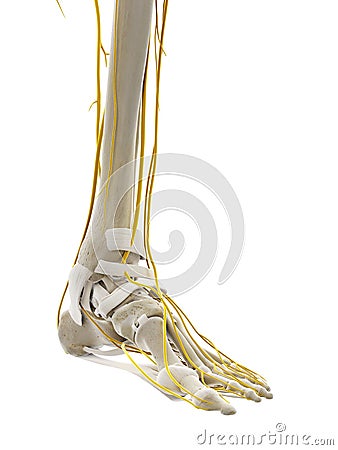 The nerves of the foot Cartoon Illustration