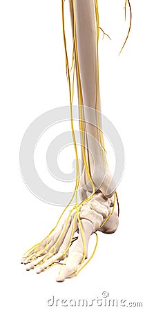 The nerves of the foot Cartoon Illustration