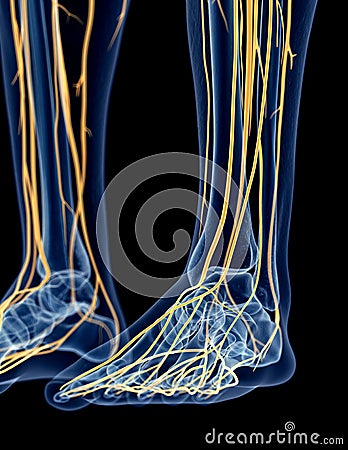 The nerves of the foot Cartoon Illustration