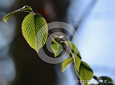 Nerves of leaf Stock Photo