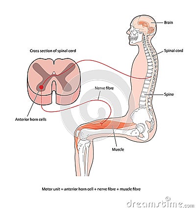 Nervous control of muscle Vector Illustration