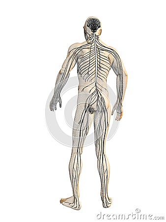 Nervous system Stock Photo