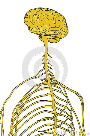 Nervous system Cartoon Illustration