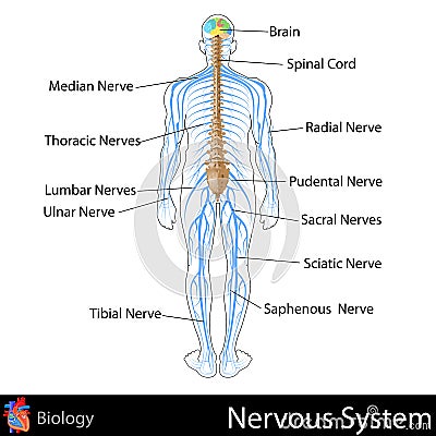 Nervous System Cartoon Illustration