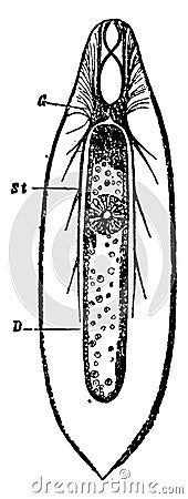 Nervous System of the Flatworm, vintage illustration Vector Illustration