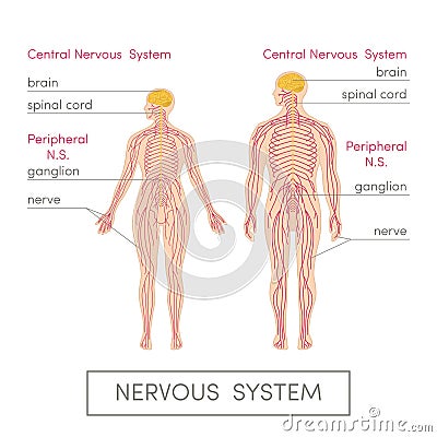 The nervous system Cartoon Illustration