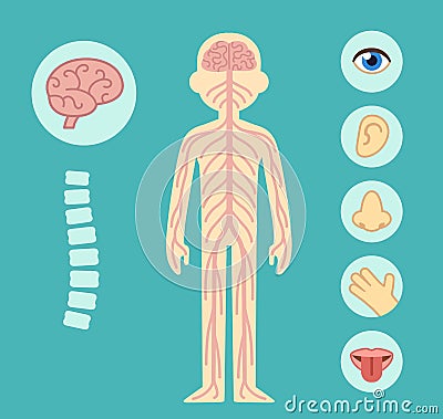 Nervous system Vector Illustration