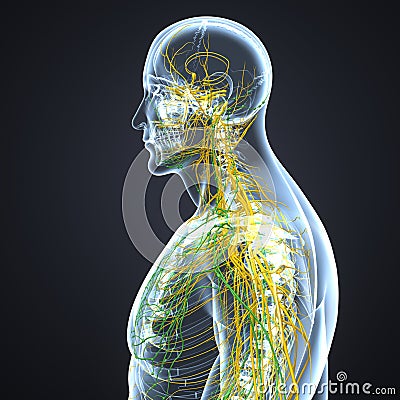 Nerves and Lymph nodes with Body Lateral view Stock Photo