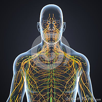 Nerves and Lymph nodes with Body Anterior view Stock Photo