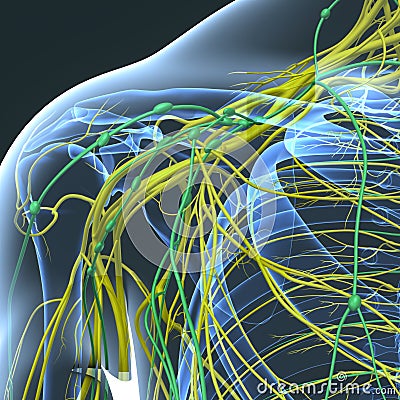 Nerves and Lymph nodes at Shoulder Blade Stock Photo