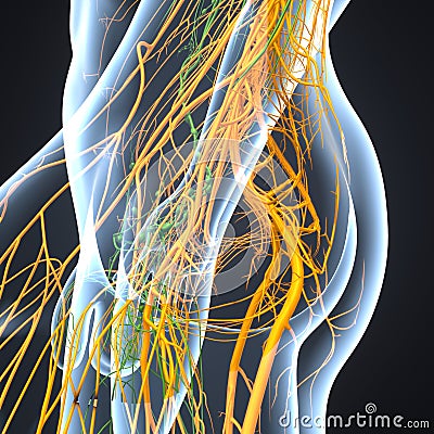 Nerves and Lymph nodes around hip Lateral view Stock Photo