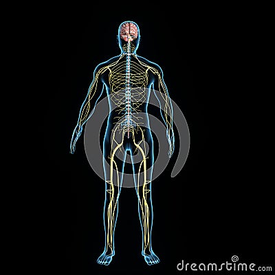 Nervous system Stock Photo