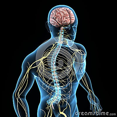 Nervous system Stock Photo