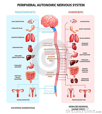 Nervous System Realistic Chart Vector Illustration