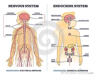 Nervous system vs endocrine with messengers differences outline diagram Vector Illustration