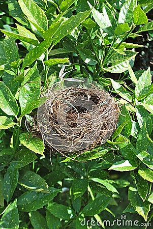 The nest Stock Photo