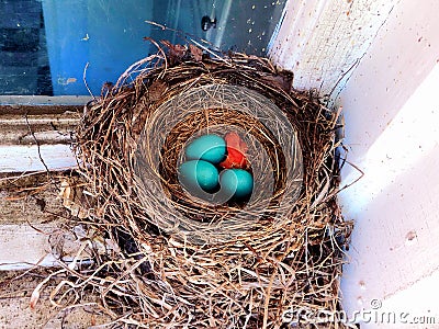 A nest of American robin new born babies just hatched Stock Photo