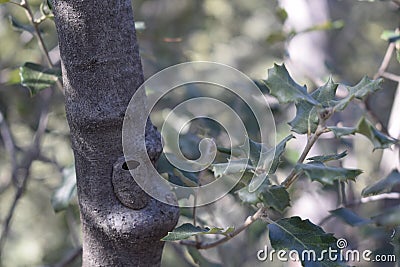 Nest of an animal camouflaged in the trunk of an oak Stock Photo