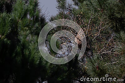 The Nest of the Asian Predatory Wasp, a danger and invasive specie, Povoa de Lanhoso. Stock Photo