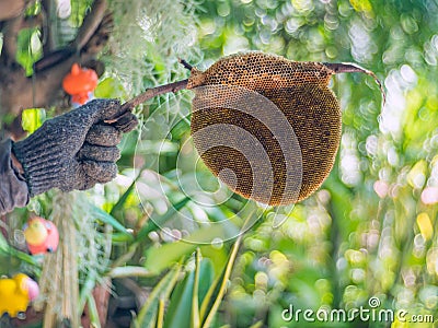 Nest bee in hand, Apis florea Stock Photo