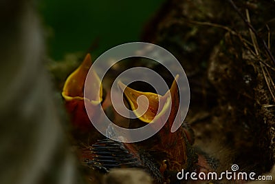 Nest bird on a birch tree with noisy baby birds with yellow open beaks Stock Photo