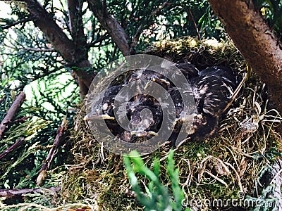 Nest of Blackbirds!! Stock Photo