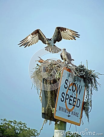 Pair of Osprey nesting on Channel Marker Stock Photo