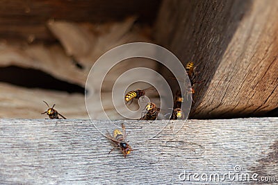 A nest of dangerous hornets. Large wasps in the wild Stock Photo