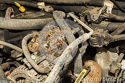 Deer Mouse nest in the engine of a car Stock Photo