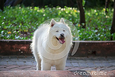 Nest dog, According to the classification of the International Dog Federation, Stock Photo